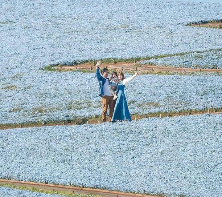 Jelajahi Keindahan Hitachi Seaside Park With Sabrina Anggraini