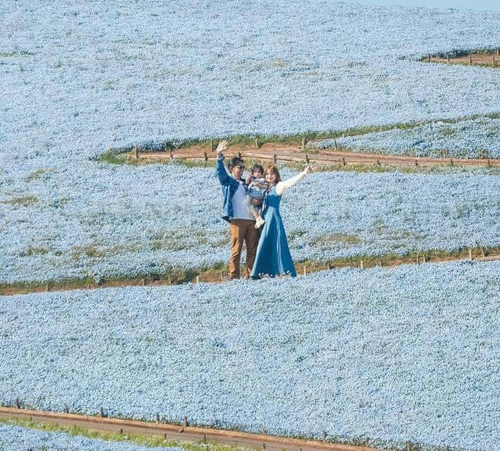 Jelajahi Keindahan Hitachi Seaside Park With Sabrina Anggraini